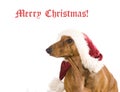 Xmas dog isolated Royalty Free Stock Photo