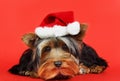 Xmas dog portrait Royalty Free Stock Photo