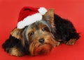 Xmas dog portrait Royalty Free Stock Photo