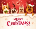 Merry Christmas! Dogs and Puppies with big signboard