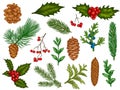 Xmas floral. Flower christmas winter decorations, red poinsettia, mistletoe, holly leaves with berries, fir branches