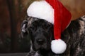 Xmas puppy Royalty Free Stock Photo