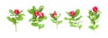 Xmas set of Natural Christmas holly branch with red berries and green leaves isolated on white background Royalty Free Stock Photo