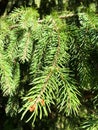 Xmas tree with green needles