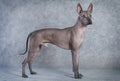 Xoloitzcuintle dog, eighteen months old