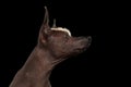 Xoloitzcuintle - hairless mexican dog breed, Studio portrait on Black background