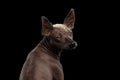 Xoloitzcuintle - hairless mexican dog breed, Studio portrait on Black background