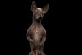 Xoloitzcuintle - hairless mexican dog breed, Studio portrait on Black background