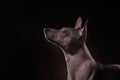 Xoloitzcuintle - hairless mexican dog breed