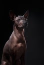 Xoloitzcuintle - hairless mexican dog breed