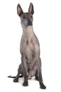 Xoloitzcuintle male dog