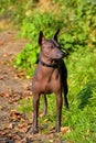 Xoloitzcuintle Mexican Hairless Dog with black collar standing on natural background