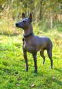 Xoloitzcuintle Mexican Hairless Dog free standing on green meadow outdoors shot