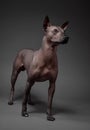Xoloitzcuintle Mexican Hairless Dog medium size standing on neutral gray background
