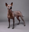 Xoloitzcuintle Mexican Hairless Dog portrait standing close-up on gray background