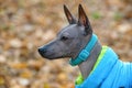 Xoloitzcuintle Mexican Hairless Dog profile portrait close-up wearing blue collar and jacket on autumn leaves background