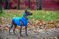 Xoloitzcuintle Mexican Hairless Dog puppy with blue collar and modern jacket standing on autumn background