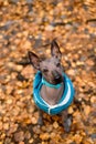 Xoloitzcuintle Mexican Hairless Dog puppy dressed in blue collar and jacket sitting on fallen autumn foliage background