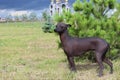 The Xoloitzcuintle, Mexican Hairless Dog. A purebred dog poses