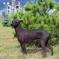 The Xoloitzcuintle, Mexican Hairless Dog. A purebred dog poses Royalty Free Stock Photo