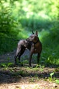 Xoloitzcuintle Mexican Hairless Dog standing free in beautifully sunlit natural background