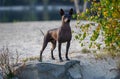 Xoloitzcuintle Mexican Hairless Dog standing on stone at sunset against beautiful natural landscape