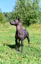 Xoloitzcuintle Mexican Hairless Dog standing on summer nature background