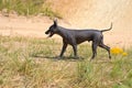 Xoloitzcuintle Mexican Hairless Dog walking free on natural scene background