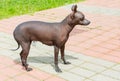 Xoloitzcuintli hairless dog.