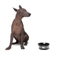 Xoloitzcuintli, Mexican Hairless Dog, waiting and looks up to have his bowl filled food on white background. hungry Dog with a bow