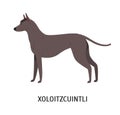 Xoloitzcuintli or Xolo. Lovely cute Mexican Hairless Dog isolated on white background. Gorgeous purebred domestic animal