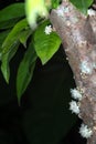 Xotic flower. Jabuticaba fruit blooming on the tree. Jabuticaba Royalty Free Stock Photo