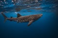 Majestic Whale Shark at Socorro Island: A Breathtaking Underwater Snapshot