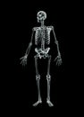 Xray anterior or front view of full human male skeleton 3D rendering illustration isolated on black background with copy space.