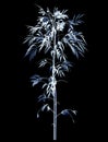 Xray Bamboo tree isolated on black