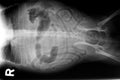 Xray of dog abdomen