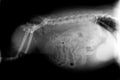 Xray of dog abdomen