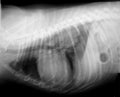 Xray of dog chest and spine