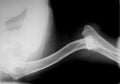 Xray of dog foreleg to elbow