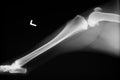 Xray of dog knee and hind limb Royalty Free Stock Photo