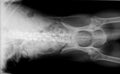 Xray of dog pelvis and abdomen