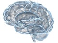 Xray human brain