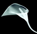 Xray image of a calla flower isolated on black Royalty Free Stock Photo