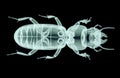 Xray image of an insect isolated on black with clipping path,, 3