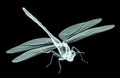 xray image of an insect isolated on black with clipping path, 3D illustration