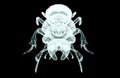 xray image of an insect isolated on black with clipping path, 3D illustration