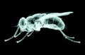 xray image of an insect isolated on black with clipping path, 3D illustration