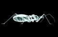 Xray image of an isect isolated on black with clipping path Royalty Free Stock Photo