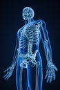 Xray image of low angle anterior or front view of accurate human skeletal system or skeleton with male body contours on blue