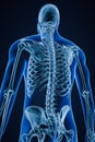 Xray image of low angle posterior or back view of accurate human skeletal system or skeleton with male body contours on blue